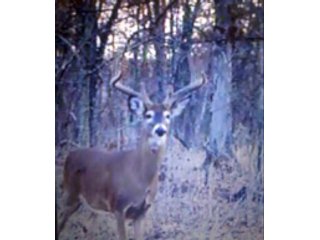 Property photo 18 - LAND AUCTION - 138+/- ACRES OFFERED IN 3 TRACTS IN SPENCER COUNTY, INDIANA